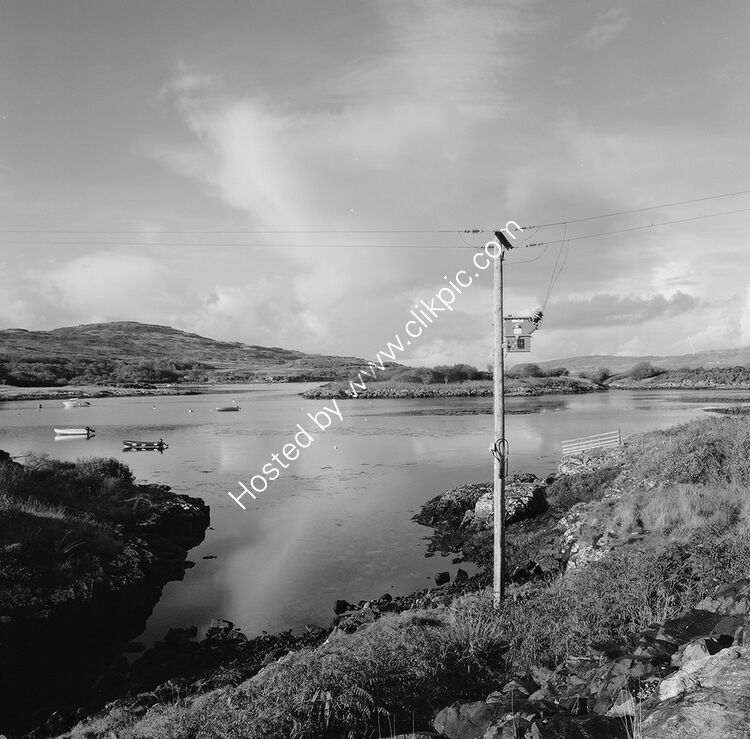 Ulva