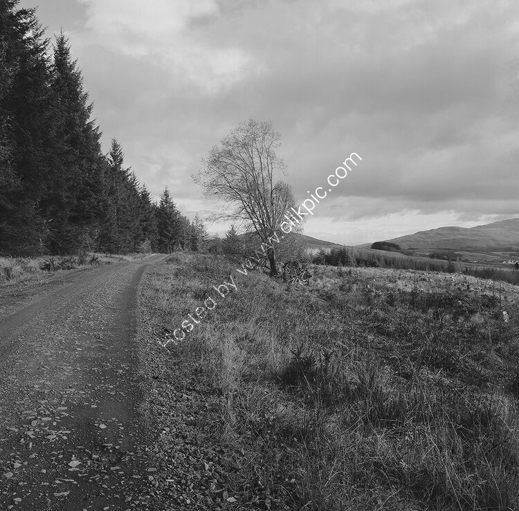 Salen Forest