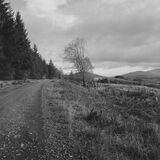 Salen Forest