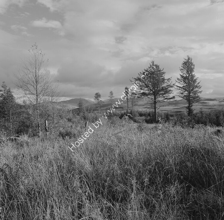 Salen Forest