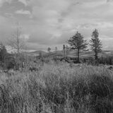 Salen Forest