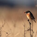 Stonechat (male)