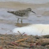 Least Sandpiper