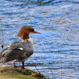 Goosander
