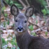 Roe Deer