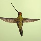 "Hummers" at Guango Lodge