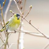 Siskin (male)