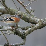 Brambling (male) at our garden feeder