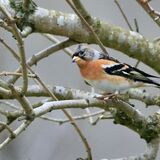 Brambling (male)