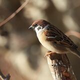 Tree Sparrow