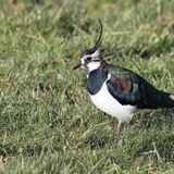 Lapwing