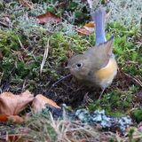 Red-flanked Bluetail