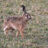 Brown Hare