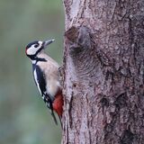 Great-spotted Woodpecker