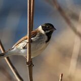 Reed Bunting