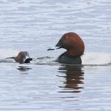 Pochard