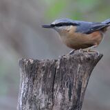 Nuthatch