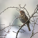 Song Thrush