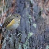 Red-flanked Bluetail
