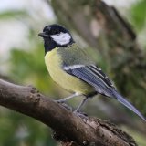 Great Tit