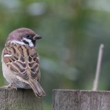 Tree Sparrow
