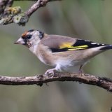 Goldfinch
