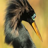 Anhinga