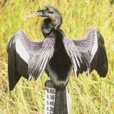 Anhinga