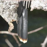 Anhinga