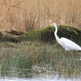 Great white Egret