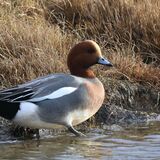 Wigeon