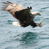 White-tailed Eagle