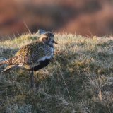 Golden Plover
