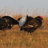 Black Grouse