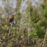 Wren
