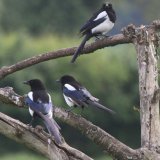 Magpie