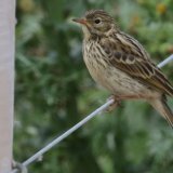 Meadow Pipit