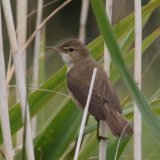 Reed Warbler