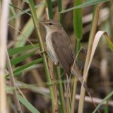 Reed Warbler