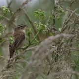 Sedge Warbler