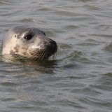 Common Seal