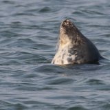 Common Seal