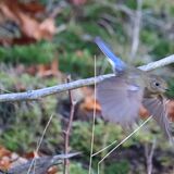 Red-flanked Bluetail