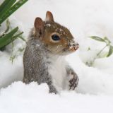 Grey Squirrel