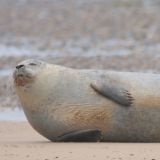 Common Seal