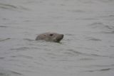 Grey Seal