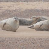 Common Seals