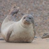 Common Seals