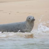 Grey Seal