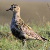 Golden Plover